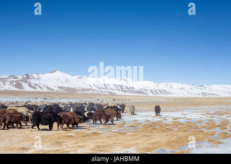 Un grande allevamento di yak essendo portato fuori a pascolare nei prati intorno al Tso Kar e Startsapuk Tso laghi del Ladakh Foto Stock