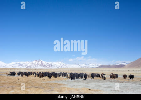 Un grande allevamento di yak essendo portato fuori a pascolare nei prati intorno al Tso Kar e Startsapuk Tso laghi del Ladakh Foto Stock