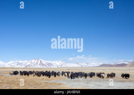 Un grande allevamento di yak essendo portato fuori a pascolare nei prati intorno al Tso Kar e Startsapuk Tso laghi del Ladakh Foto Stock