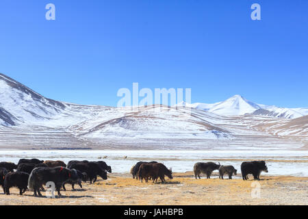 Un grande allevamento di yak essendo portato fuori a pascolare nei prati intorno al Tso Kar e Startsapuk Tso laghi del Ladakh Foto Stock