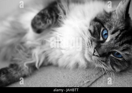 In bianco e nero girato con gli occhi blu gatto Ragdoll ritratto. Foto Stock