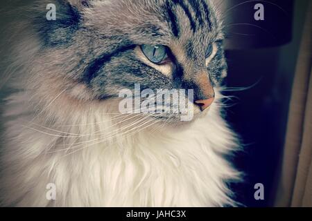 Pedigree gatto Ragdoll (Lynx Seal Tabby) ritratto Foto Stock