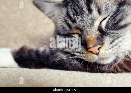 Sleeping Pedigree gatto Ragdoll (sigillo Mitted Lynx Tabby) Close Up. Foto Stock