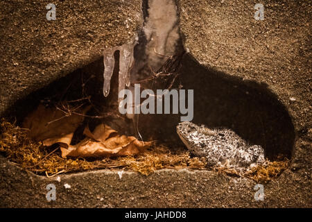 La modalità di ibernazione. Taglio di terreno che mostra una rana congelata nel suo habitat invernale Foto Stock