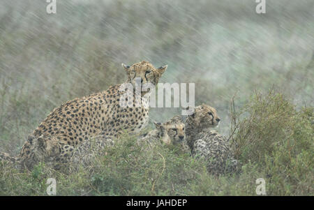 Femmina adulta Cheetah con la sua piccola cubs in una pesante pioggia tempesta. Tanzania il parco nazionale del Serengeti Foto Stock