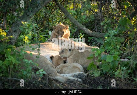 Tre cuccioli di leone in Tanzania il Parco Nazionale del Serengeti Foto Stock