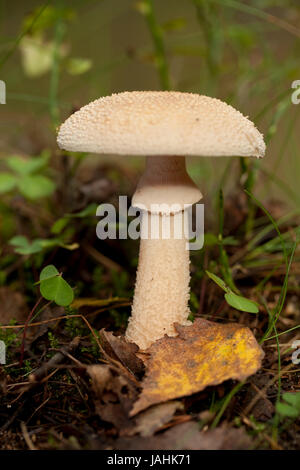 Non commestibili (fungo Amanita citrina) nella foresta Foto Stock