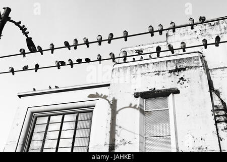 Righe di corvi appollaiate su fili del telefono, via la luce e un vecchio edificio. Foto Stock