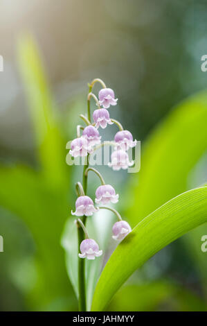 Close-up di immagine il delicato a fioritura primaverile, giglio colore rosa-di-il-valle fiori profumati noto anche come convallaria majalis var rosea. Foto Stock