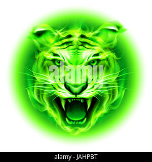 Testa di agressive fuoco verde tiger isolati su sfondo bianco. Foto Stock
