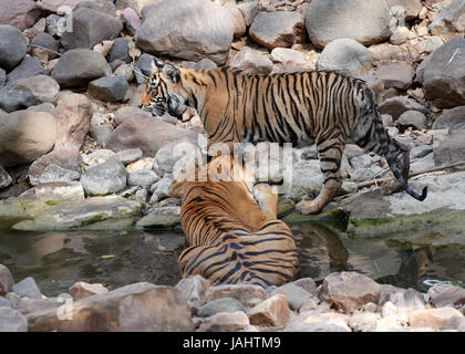 Madre / Tigre e cub in un flusso di raffreddamento e spegnimento essendo gentile / giocoso Foto Stock