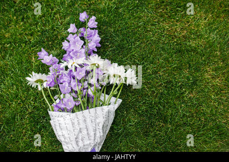 E Chamomiles campanulas sul verde sfondo estivo Foto Stock