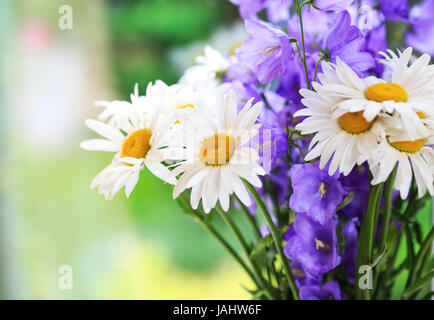 E Chamomiles campanulas sul verde sfondo estivo Foto Stock