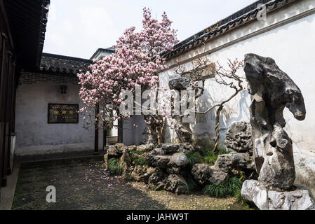 Tipica roccia permanente e albero di magnolia in fiore, Master delle reti giardino, Suzhou, provincia dello Jiangsu, Cina Foto Stock