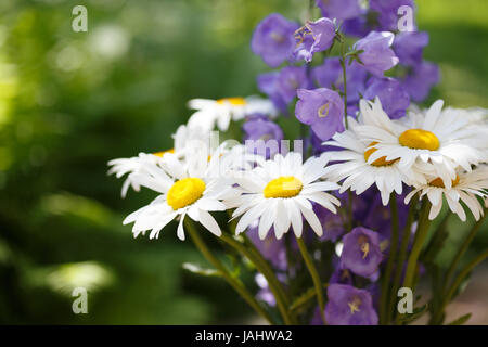 E Chamomiles campanulas sul verde sfondo estivo Foto Stock