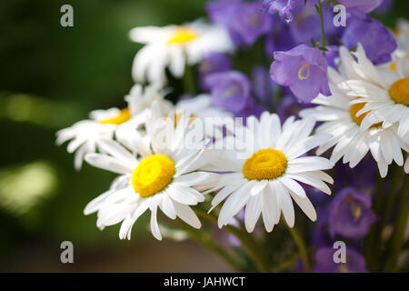 E Chamomiles campanulas sul verde sfondo estivo Foto Stock