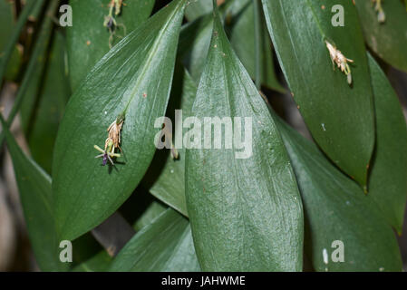 Ruscus hypoglossum Foto Stock