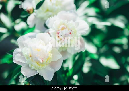 Foto colorate di bianco le peonie nel giardino estivo Foto Stock