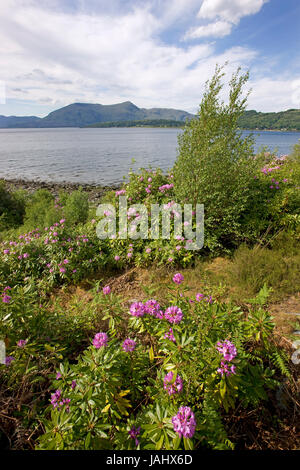 Vista la molla sul Loch Linnhe verso Ardgour, Lochaber Foto Stock