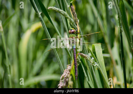 Green Dragonfly Foto Stock