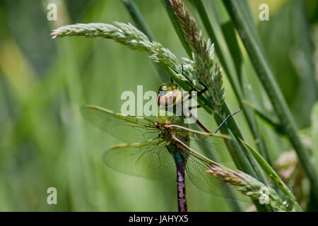 Libellula verde Foto Stock