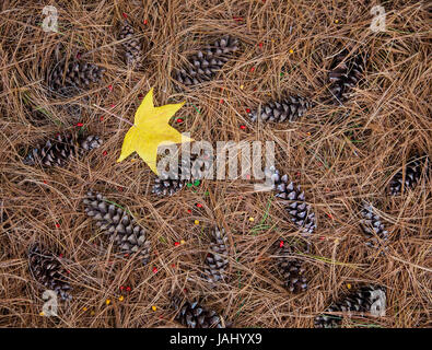 Pineconi autunnali, aghi di pino e una foglia gialla da un albero di gomma dolce, New England, USA, forme astratte immagini autunno foglie incantevole Foto Stock