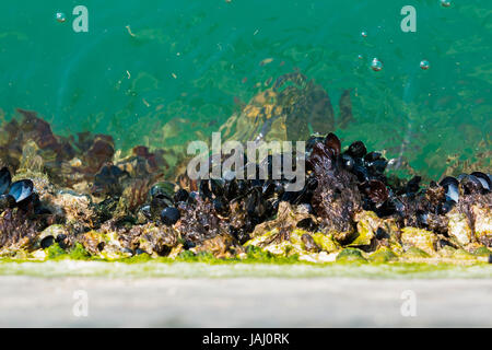 Piccole cozze bloccato alla parete nel porto di Rimini, Italia Foto Stock