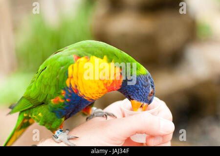 Rainbow lorikeet mangiare fuori di una mano Foto Stock