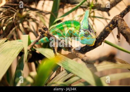 Chameleon su un ramo Foto Stock