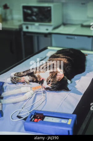 Il gatto domestico in sala operatoria, sotto anestesia, Blue Cross Animal Hospital, Victoria, London, Regno Unito Foto Stock