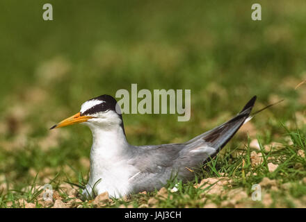 Piccolo Tern, albifrons di Sternula, su nido di terra, Bhavnagar, Gujarat, India Foto Stock