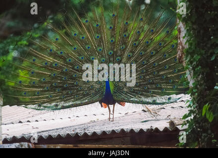 Peafowl maschio o Peacock, Pavo cristatus, fanning piume di coda,Keoladeo Ghana National Park, Bharatpur Rajasthan, India Foto Stock