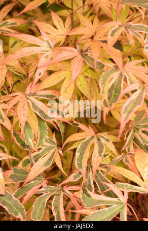 Acre Palmatum Shiraz Foto Stock