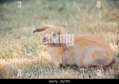 Tan Holland Lop Bunny Foto Stock