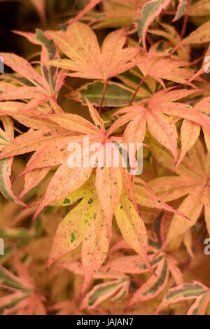 Acre Palmatum Shiraz Foto Stock