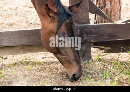 Testa di cavallo di mangiare un erba verde nei pressi di un recinto vicino fino Foto Stock