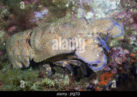 Appartamento grande aragosta,Scyllarides latus,Cap de Creus,Costa Brava,Spagna, Foto Stock