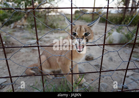 Arrabbiato caracal in una gabbia, Namibia. Foto Stock