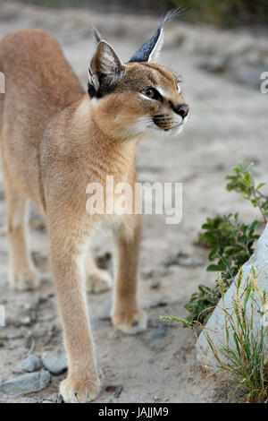 Caracal in piedi e guardando in alto, Namibia. Foto Stock