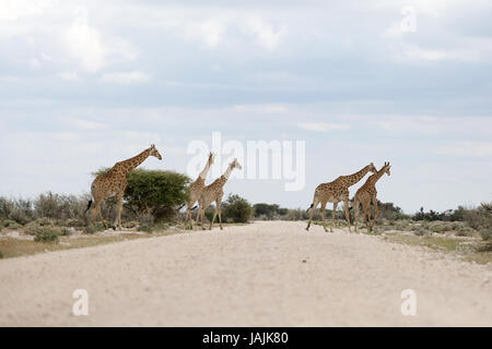 Gruppo di 5 giraffe che attraversa la strada in Etosha NP, Namibia. Foto Stock