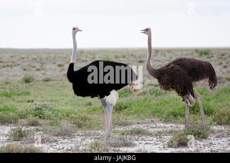 Due gli struzzi in Etosha NP, Namibia. Foto Stock