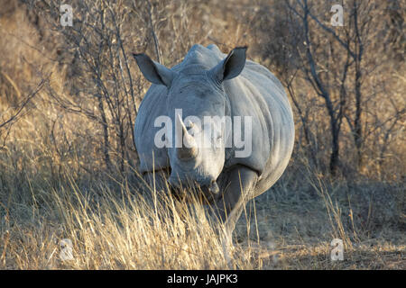 Breitmaulnashorn Foto Stock