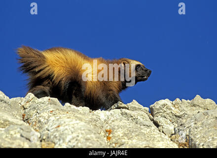 North American wolverine,Gulo gulo luscus,rocce,Canada, Foto Stock