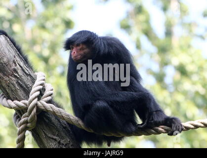 Sud Americana Red-Faced Black Spider Monkey (Ateles paniscus) a.k.a. Guiana spider monkey (presso lo Zoo di Gaia, Kerkrade, Paesi Bassi) Foto Stock