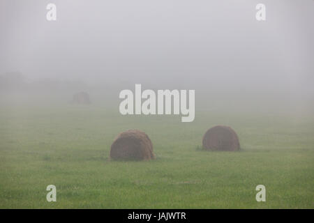 Campo di nebbia con balle di fieno Foto Stock