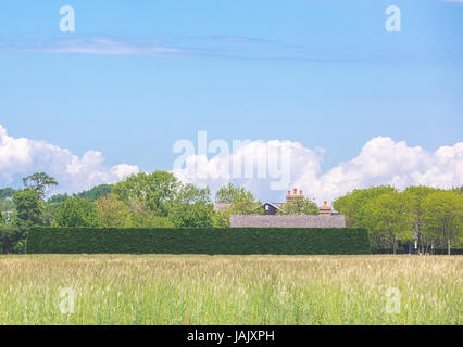 Grandi Hamptons station wagon con molto lunga privet hedge Foto Stock