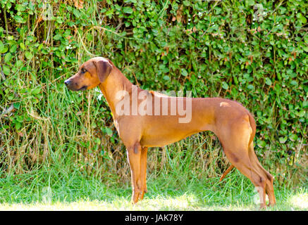 Un giovane, bella luce wheaten alle sfumature di rosso Ridgeback rhodesiano cane sull'erba. Il leone africano Hound è caratteristico per la cresta di capelli che corre lungo la sua parte posteriore in direzione opposta rispetto al resto del suo mantello. Foto Stock