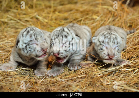 Una settimana bianca tigre del Bengala cub Foto Stock