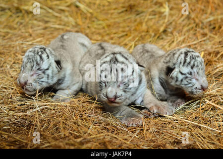 Una settimana bianca tigre del Bengala cub Foto Stock