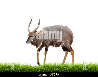 Nyala con erba verde isolato su sfondo bianco Foto Stock